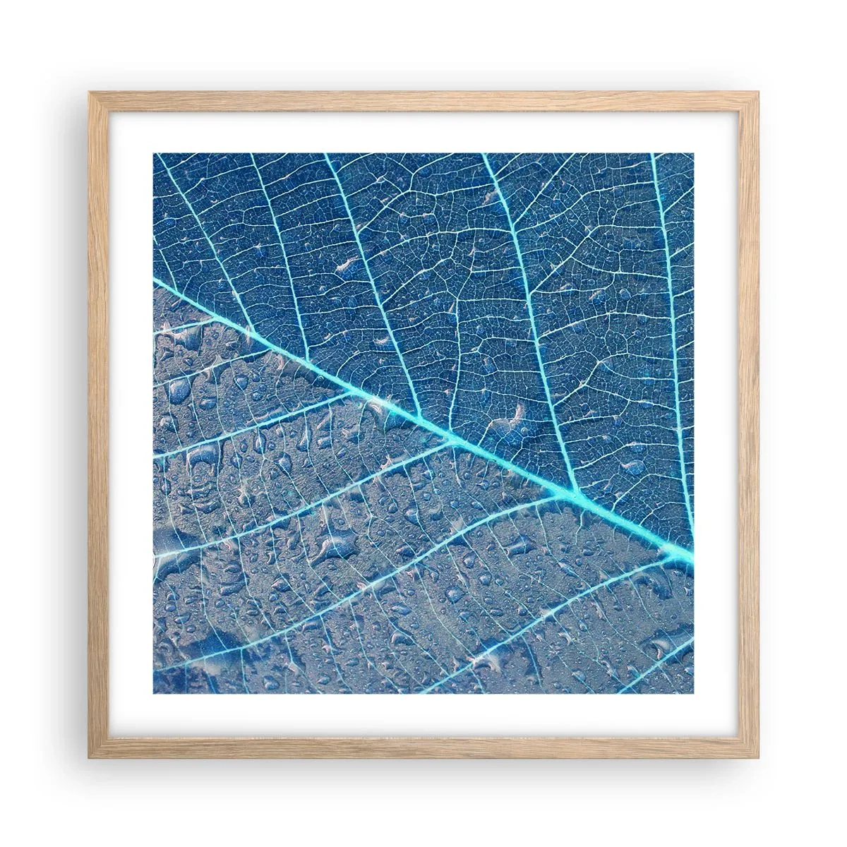 Póster en marco roble claro - Vida en el azul - 50x50 cm