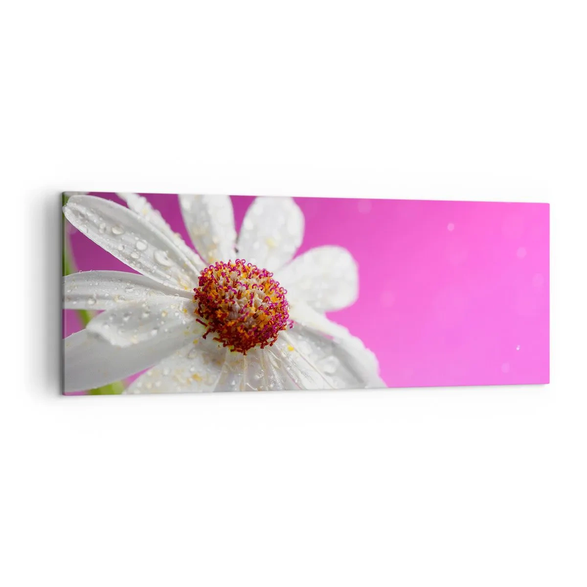 Cuadro sobre lienzo - Impresión de Imagen - Una margarita blanca cubierta de gotas de agua sobre un fondo rosa. - 140x50cm - Modesto en su belleza - Decoración de pared moderna para salón y dormitorio ARTTOR