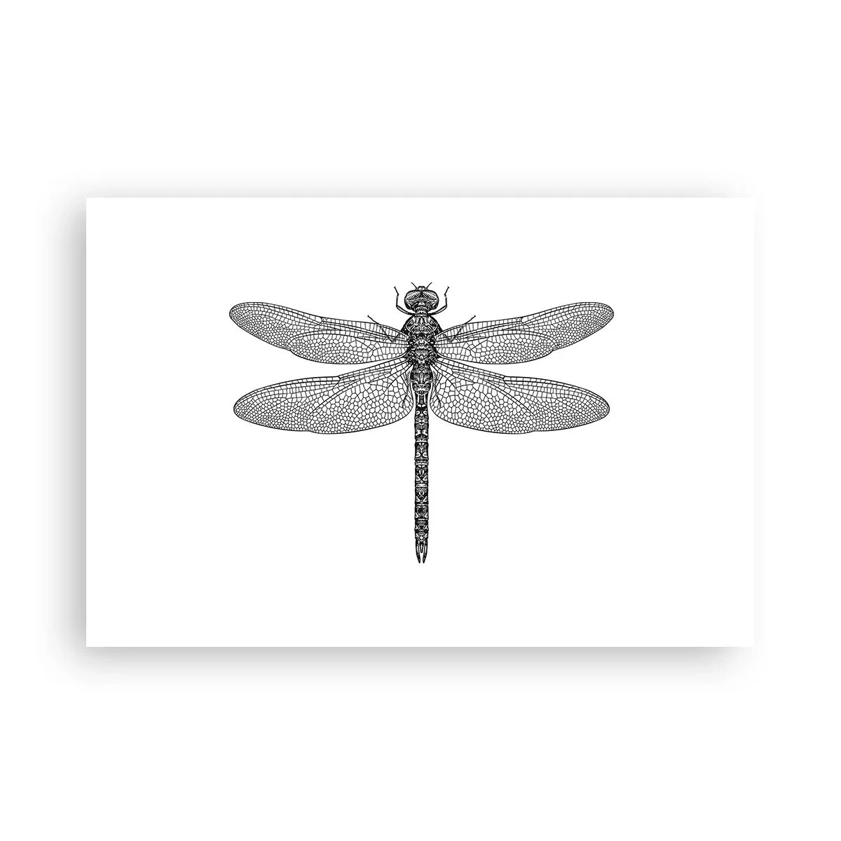 Póster - Precisión de la naturaleza - 91x61 cm