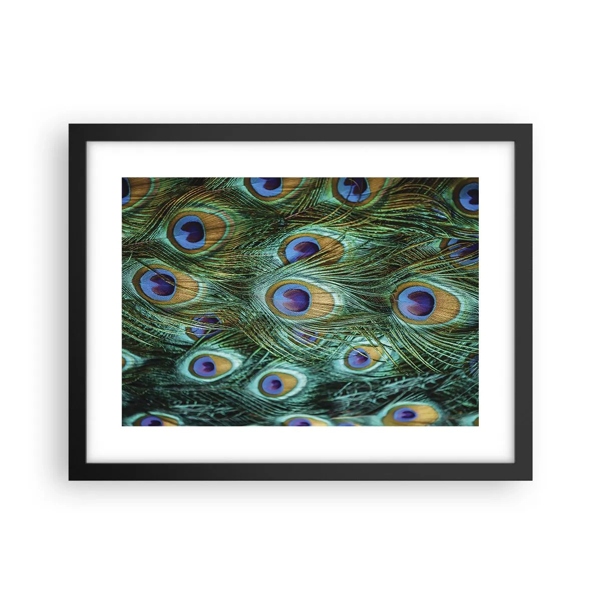 Póster en marco negro - Mirada de pavo real - 40x30 cm