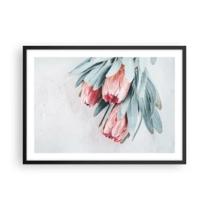 Póster en marco negro - Sutiles flores de protea rosa sobre un fondo claro. - 70x50cm - Avergonzada de su propia belleza - Decoración de pared moderna para salón y dormitorio ARTTOR