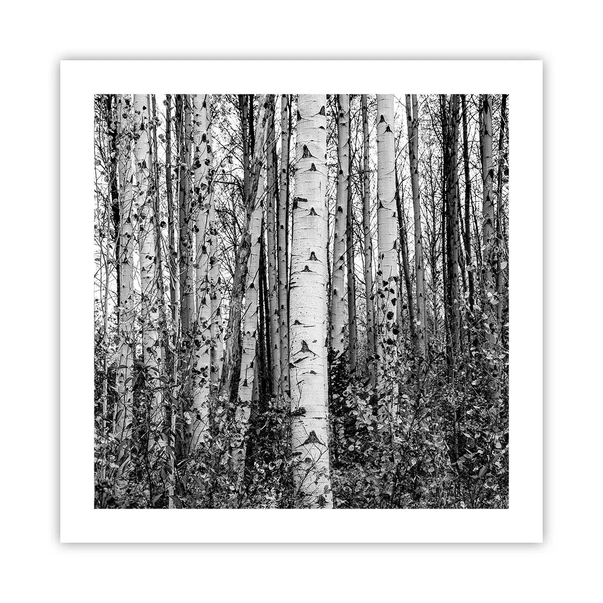 Póster - Columnas de abedules - 50x50 cm