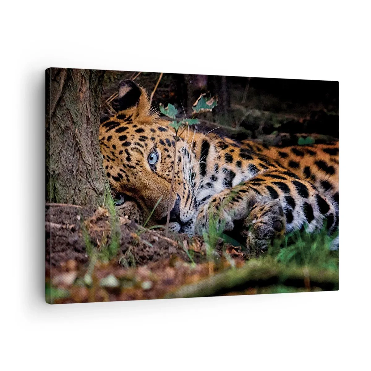 Cuadro sobre lienzo - Impresión de Imagen - Un leopardo tumbado a la sombra de los árboles. - 70x50cm - Confía en mí - Decoración de pared moderna para salón y dormitorio ARTTOR