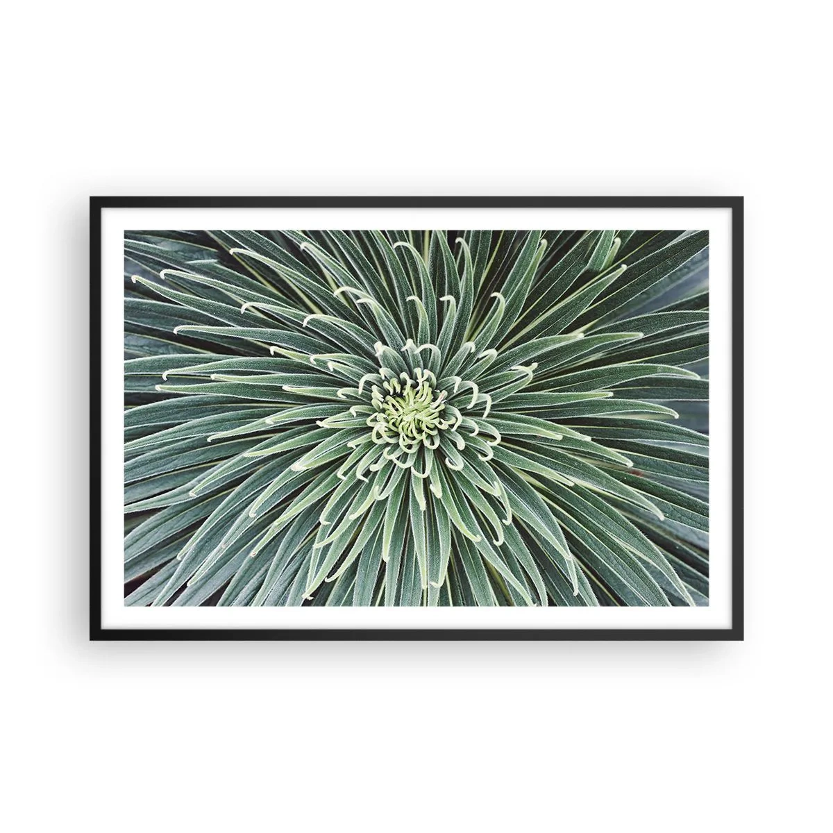 Póster en marco negro - El nacimiento de una estrella - 91x61 cm