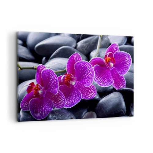 Cuadro sobre lienzo - Impresión de Imagen - Orquídeas moradas sobre un fondo de piedras negras. - 120x80cm - Las piedras brillan con deleite - Decoración de pared moderna para salón y dormitorio ARTTOR