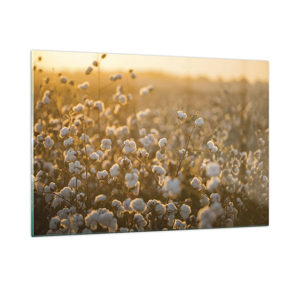 Cuadro sobre vidrio - Impresiones sobre Vidrio - Campo de algodón al atardecer - 120x80cm - Un campo esponjoso - Decoración de pared moderna para salón y dormitorio ARTTOR