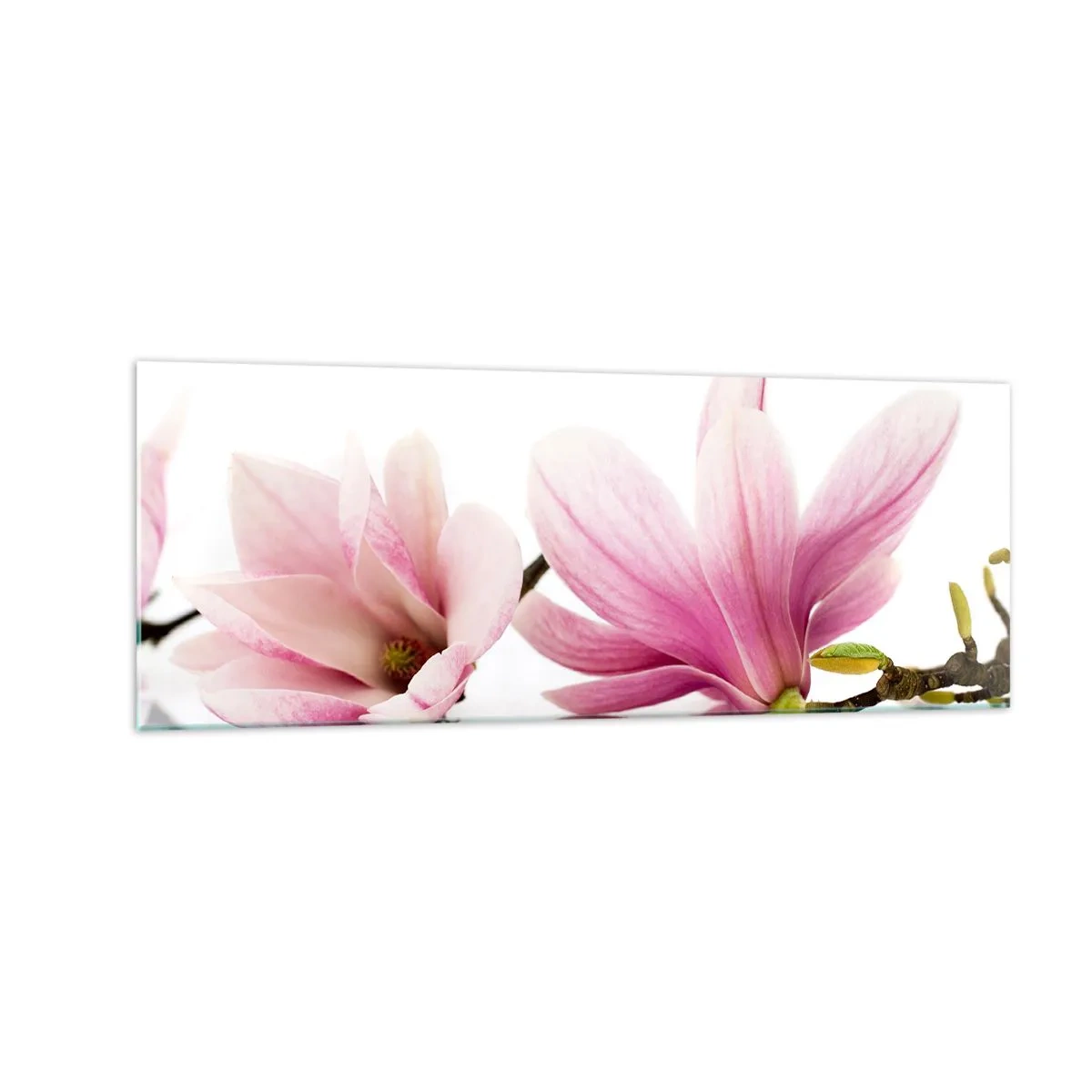 Cuadro sobre vidrio - Impresiones sobre Vidrio - Delicadas magnolias rosas sobre un fondo blanco. - 140x50cm - Suave como un soplo de primavera - Decoración de pared moderna para salón y dormitorio ARTTOR