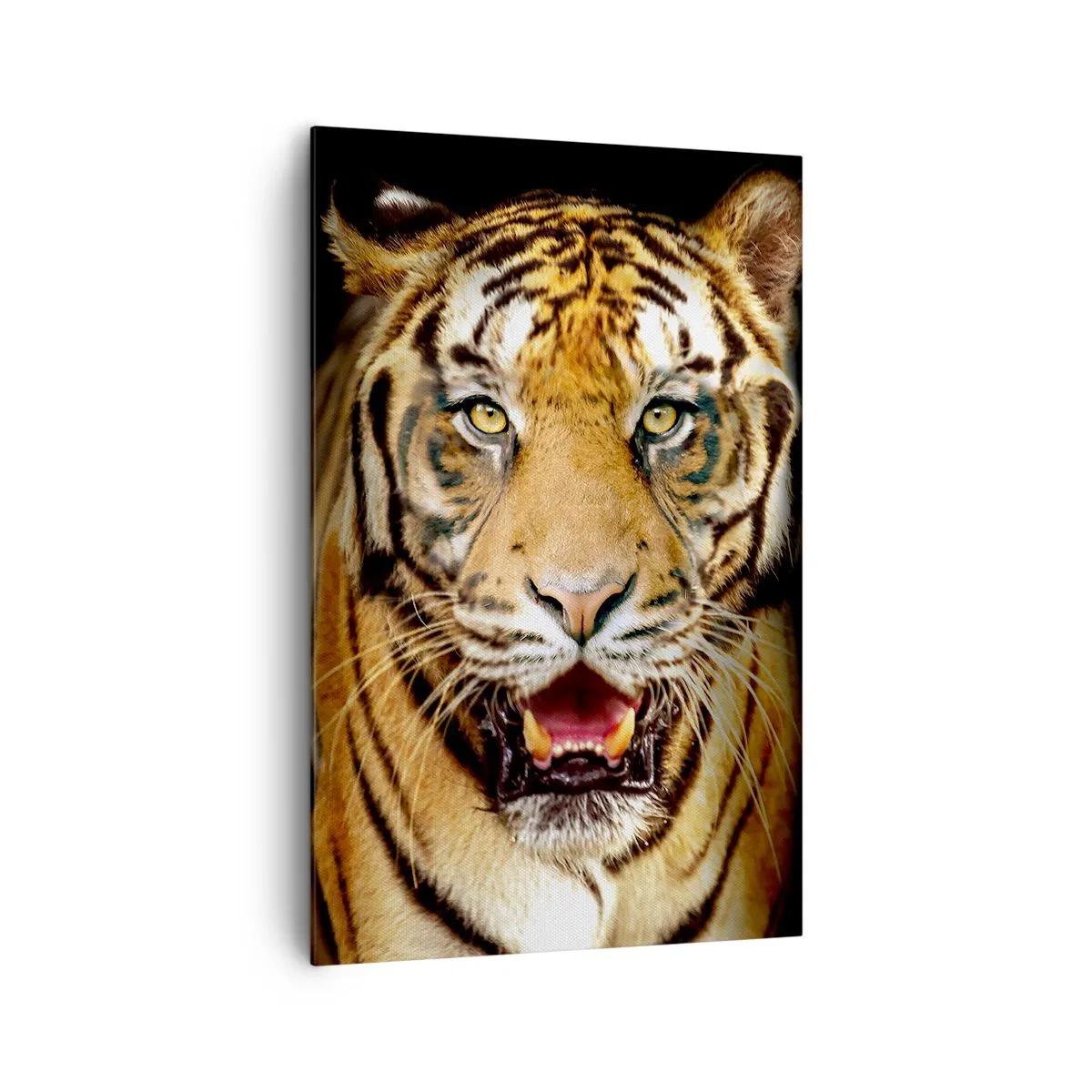 Cuadro sobre lienzo - Impresión de Imagen - Un tigre con la boca abierta sobre un fondo negro. - 80x120cm - Salvaje de corazón - Decoración de pared moderna para salón y dormitorio ARTTOR