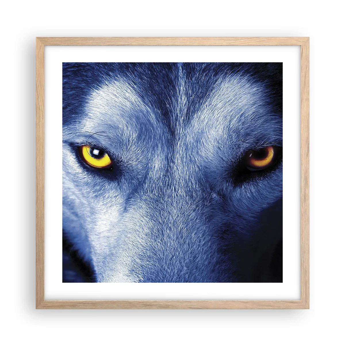 Póster en marco roble claro - La mirada hipnótica - 50x50 cm