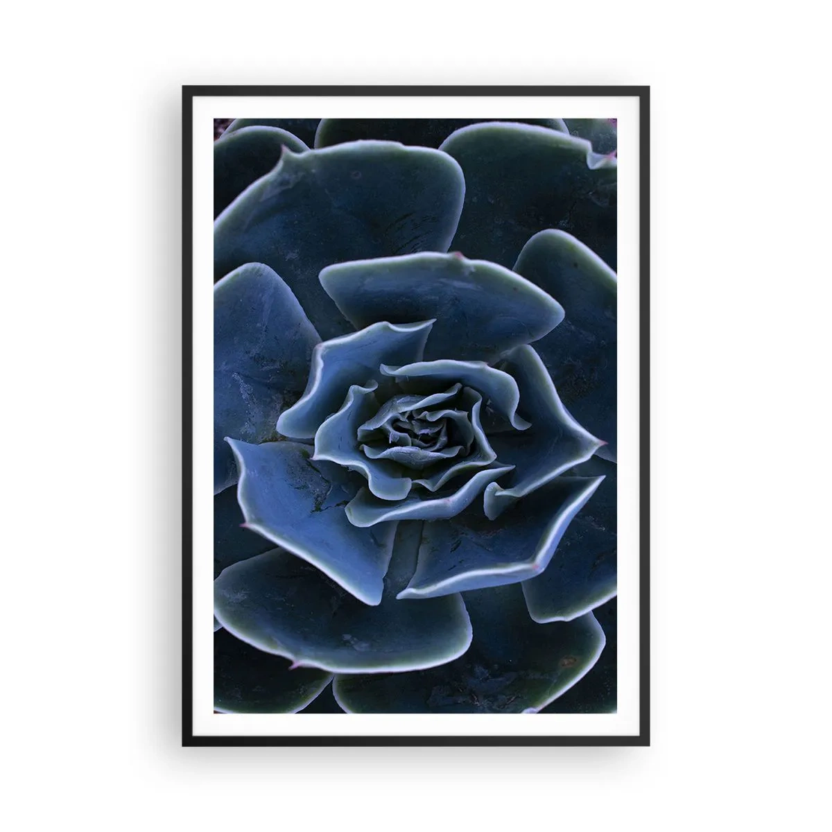 Póster en marco negro - Flor del desierto - 70x100 cm
