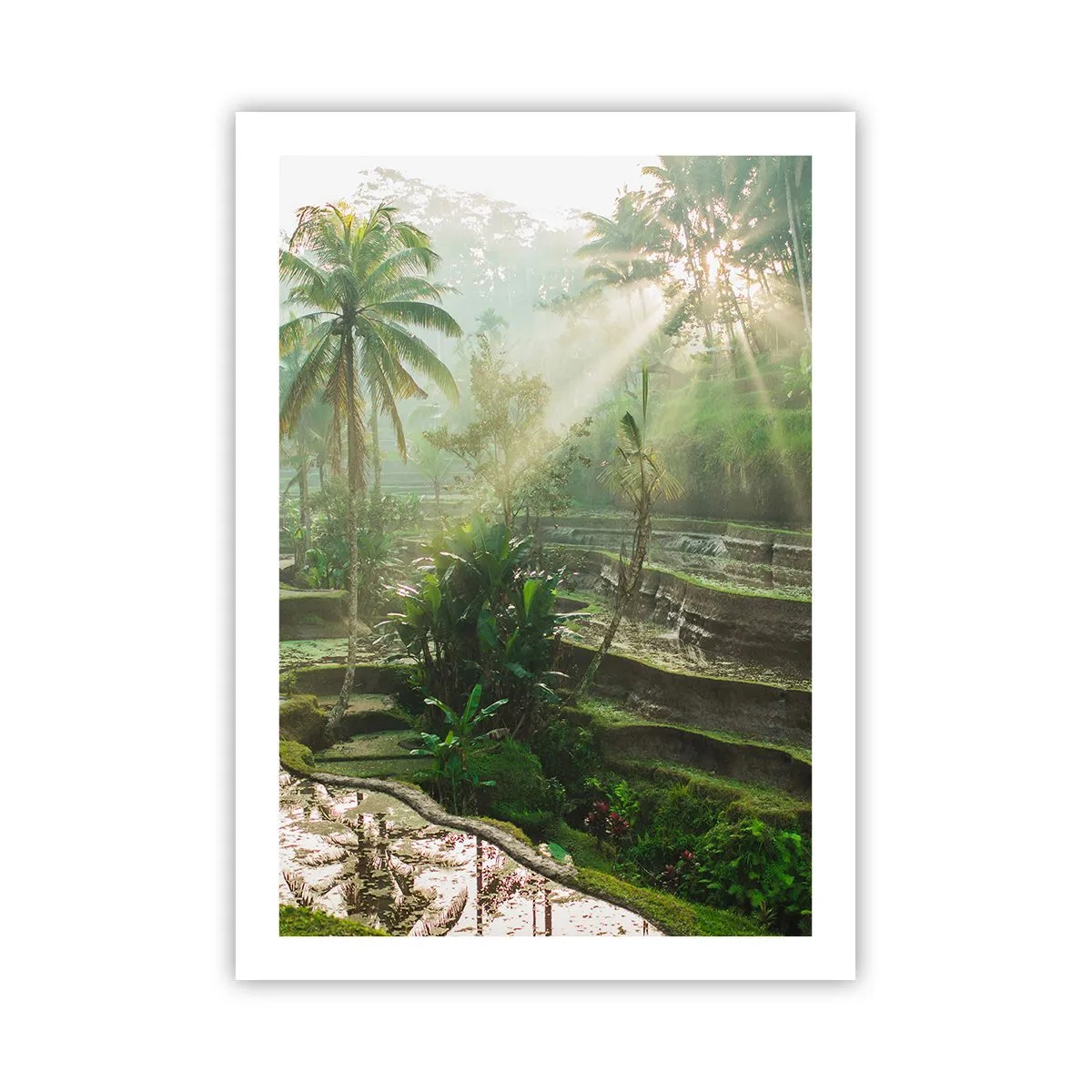 Póster - Paisaje tropical con terrazas de arroz y sol. - 50x70cm - Crecer bajo el sol - Decoración de pared moderna para salón y dormitorio ARTTOR