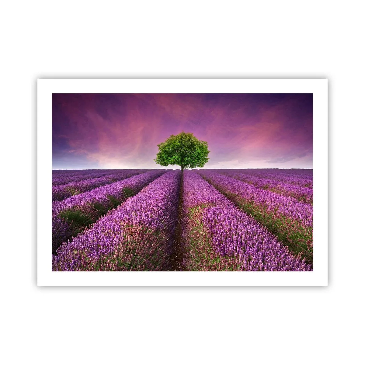 Póster - En los campos de lavanda - 70x50 cm
