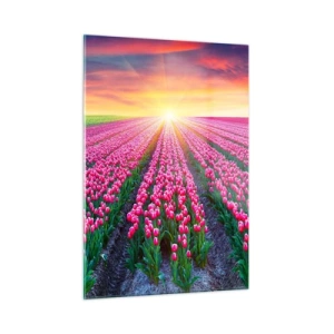 Cuadro sobre vidrio - Impresiones sobre Vidrio - Un campo de tulipanes rosados bajo los rayos del sol poniente. - 50x70cm - Granja de belleza - Decoración de pared moderna para salón y dormitorio ARTTOR