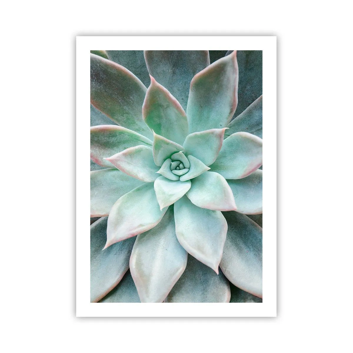 Póster - Un primer plano de las hojas simétricas de una suculenta en tonos verdes. - 50x70cm - El corazón del desierto - Decoración de pared moderna para salón y dormitorio ARTTOR