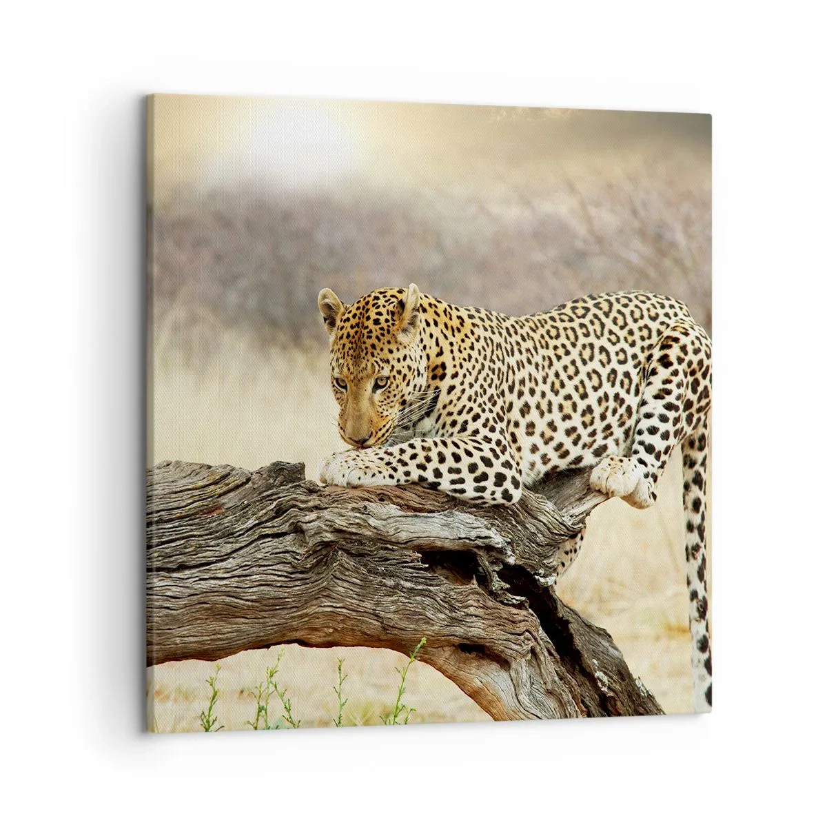 Cuadro sobre lienzo - Impresión de Imagen - Voy por mi cuenta - 50x50 cm