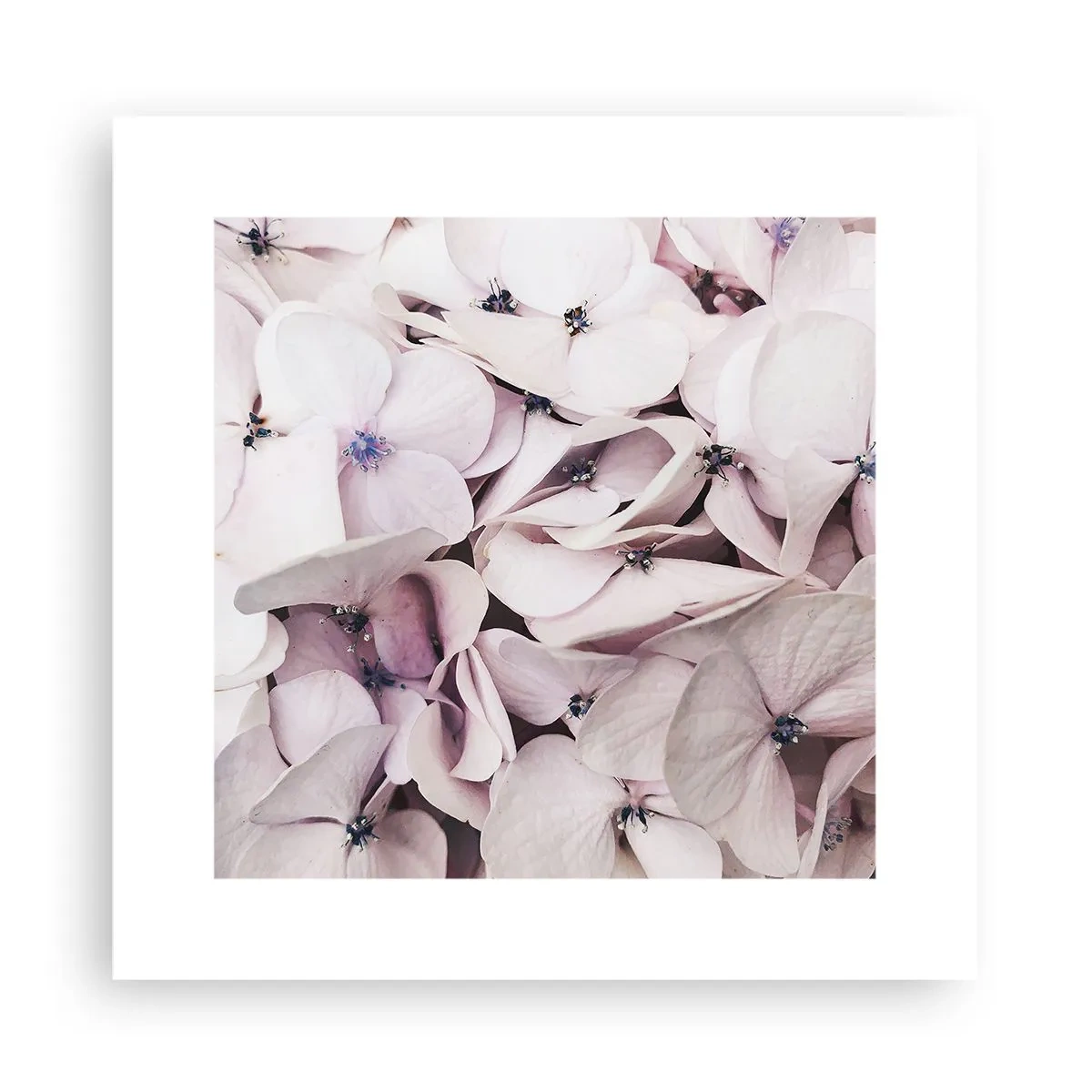 Póster - En un torrente de flores - 30x30 cm