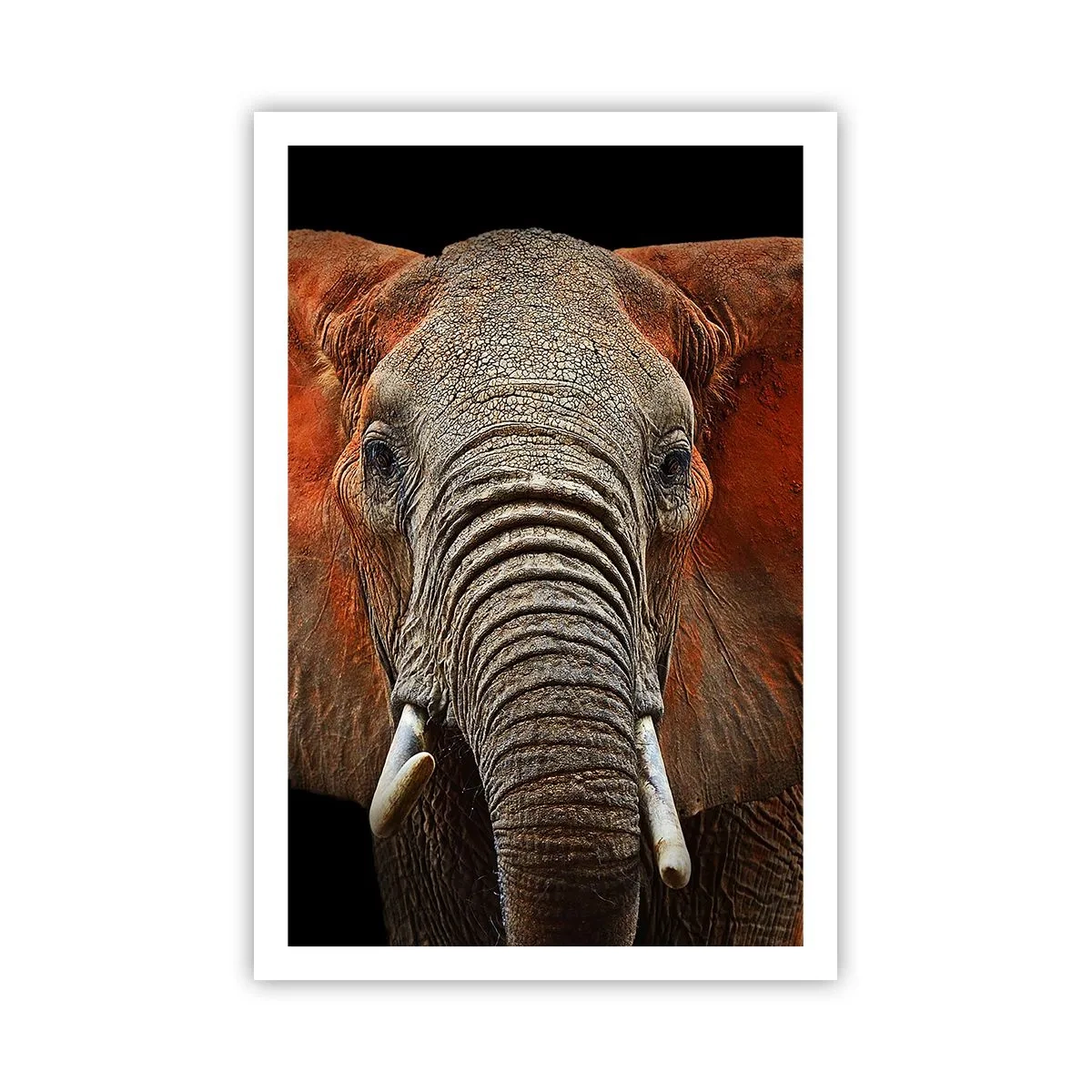 Póster - Soy salvaje, ¿y tú? - 61x91 cm