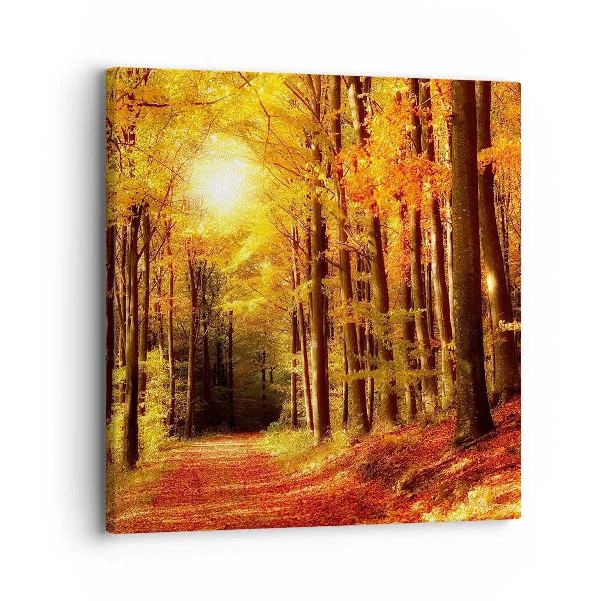 Cuadro sobre lienzo - Impresión de Imagen - Un otoño dorado en una carretera forestal - 30x30 cm