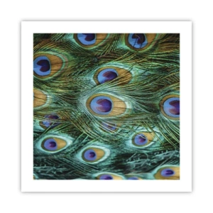 Póster - Mirada de pavo real - 50x50 cm