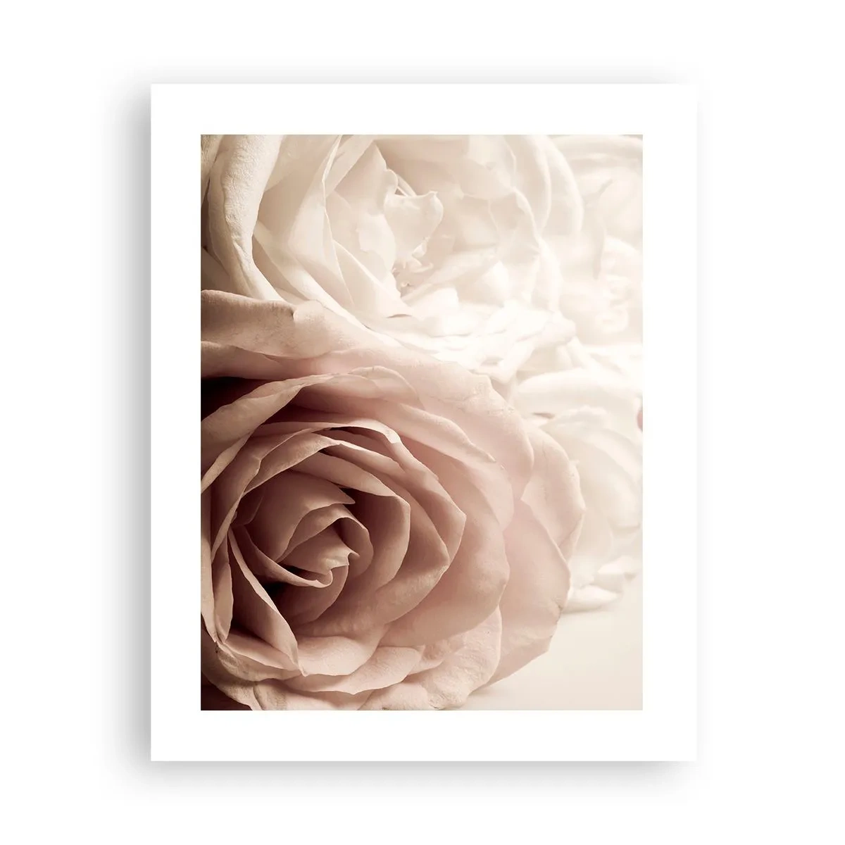 Póster - En el corazón de una rosa - 40x50 cm