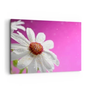 Cuadro sobre lienzo - Impresión de Imagen - Una margarita blanca cubierta de gotas de agua sobre un fondo rosa. - 100x70cm - Modesto en su belleza - Decoración de pared moderna para salón y dormitorio ARTTOR