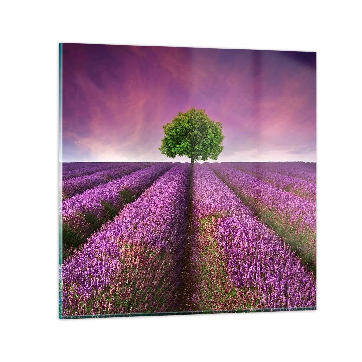 Cuadro sobre vidrio - Impresiones sobre Vidrio - En los campos de lavanda - 40x40 cm