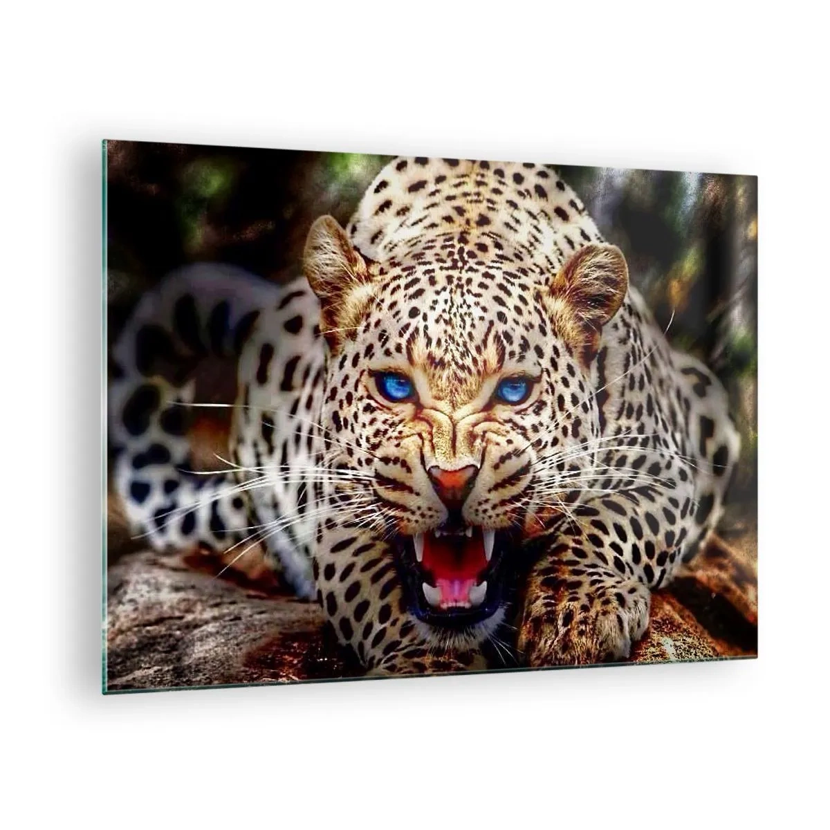 Cuadro sobre vidrio - Impresiones sobre Vidrio - Un feroz leopardo de ojos azules en estado salvaje. - 70x50cm - La ira no daña la belleza - Decoración de pared moderna para salón y dormitorio ARTTOR