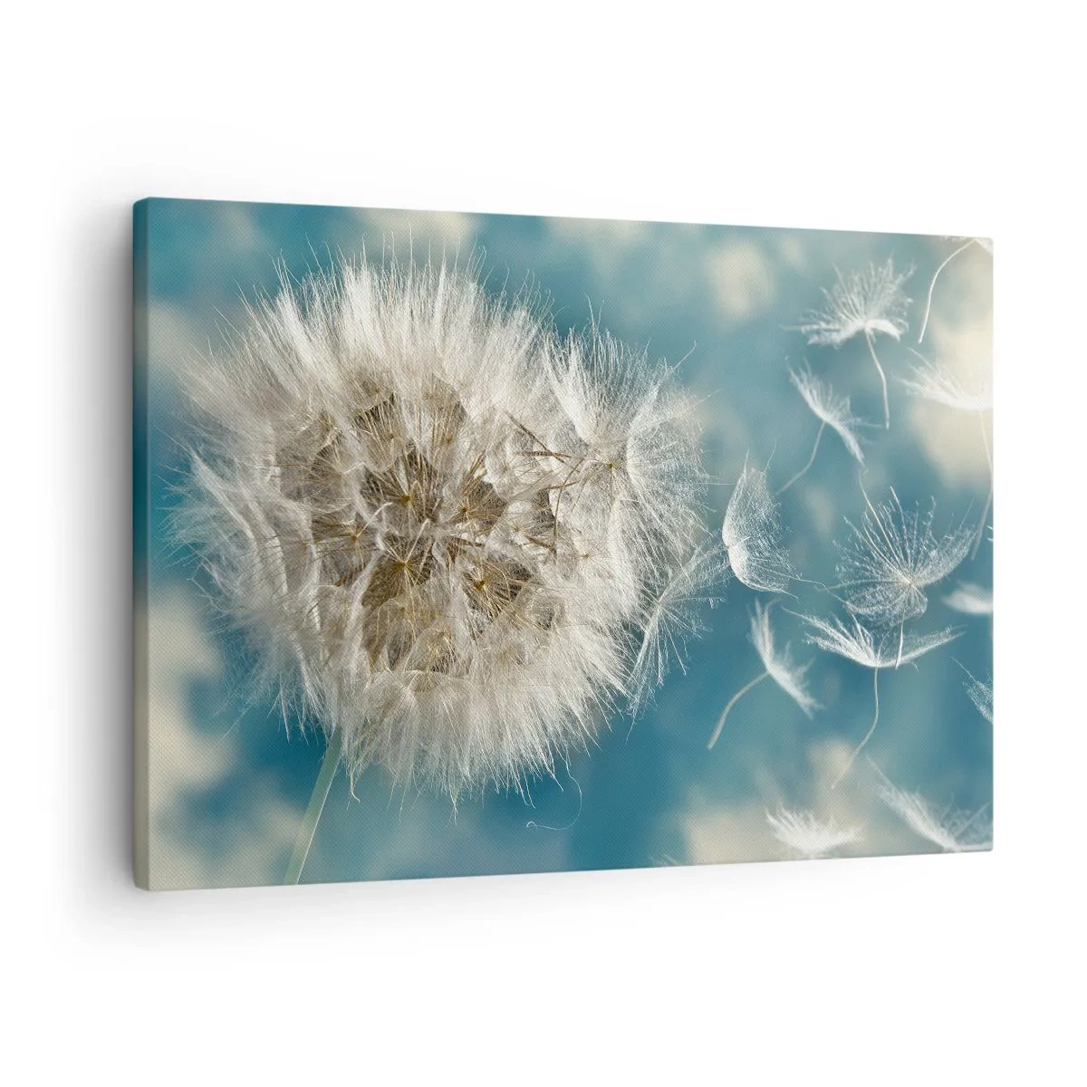 Cuadro sobre lienzo - Impresión de Imagen - Un diente de león desperdigado contra un cielo azul. - 70x50cm - El aliento de un ángel - Decoración de pared moderna para salón y dormitorio ARTTOR