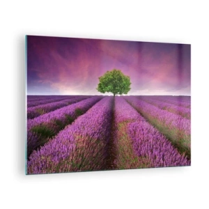 Cuadro sobre vidrio - Impresiones sobre Vidrio - Un campo de lavanda con un árbol solitario contra el cielo. - 70x50cm - En los campos de lavanda - Decoración de pared moderna para salón y dormitorio ARTTOR