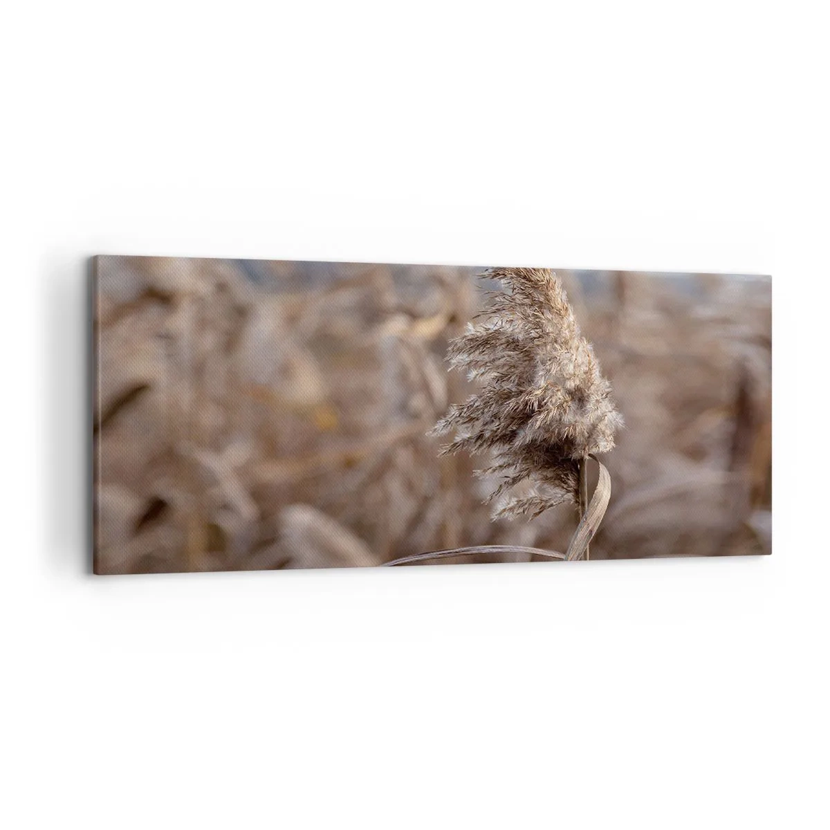 Cuadro sobre lienzo - Impresión de Imagen - Delicadas hierbas en tonos beige sobre el fondo de la naturaleza. - 120x50cm - Es hora de volar con el viento - Decoración de pared moderna para salón y dormitorio ARTTOR
