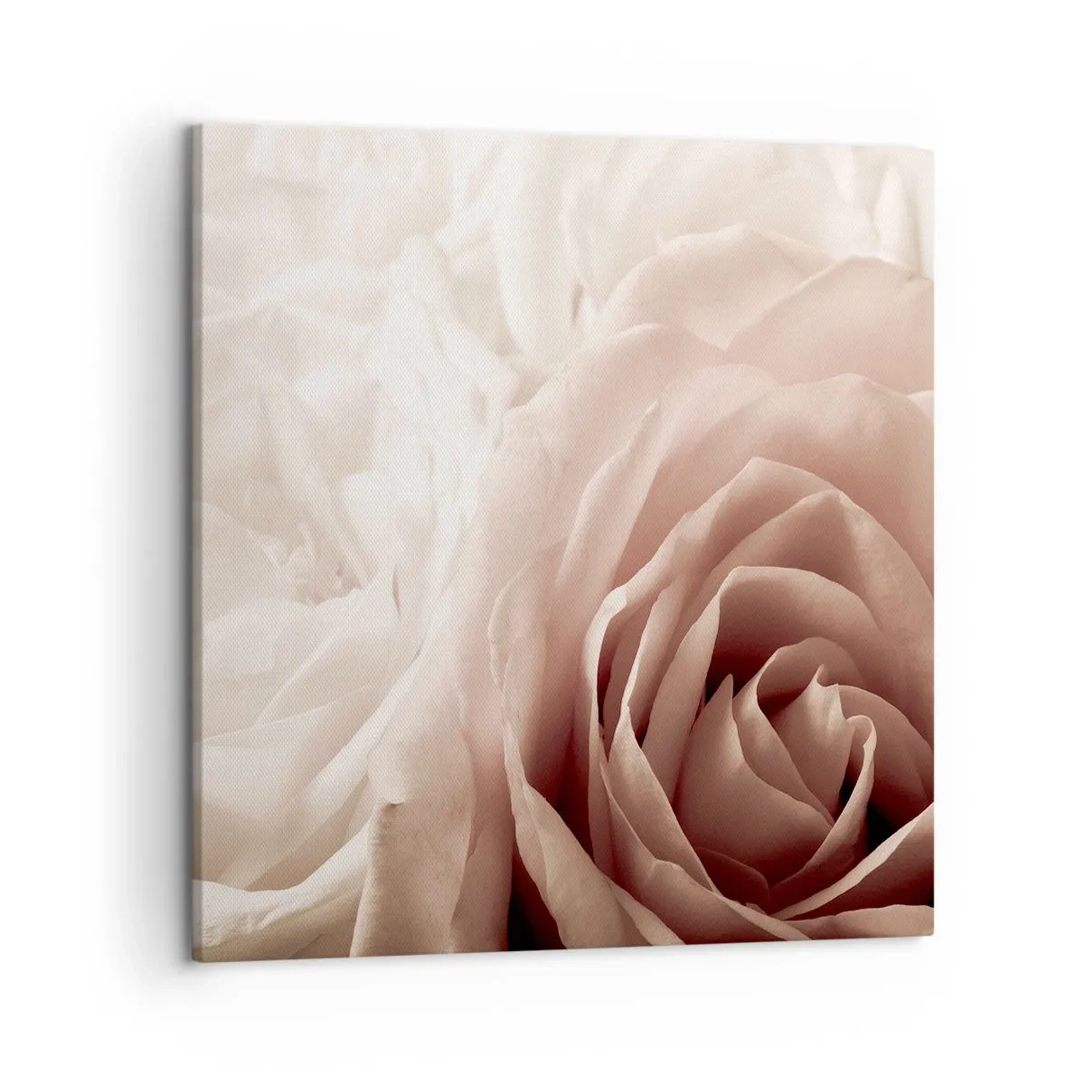 Cuadro sobre lienzo - Impresión de Imagen - En el corazón de una rosa - 50x50 cm