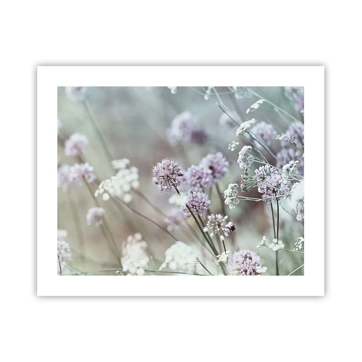 Póster - Dulces filigranas de hierbas - 50x40 cm