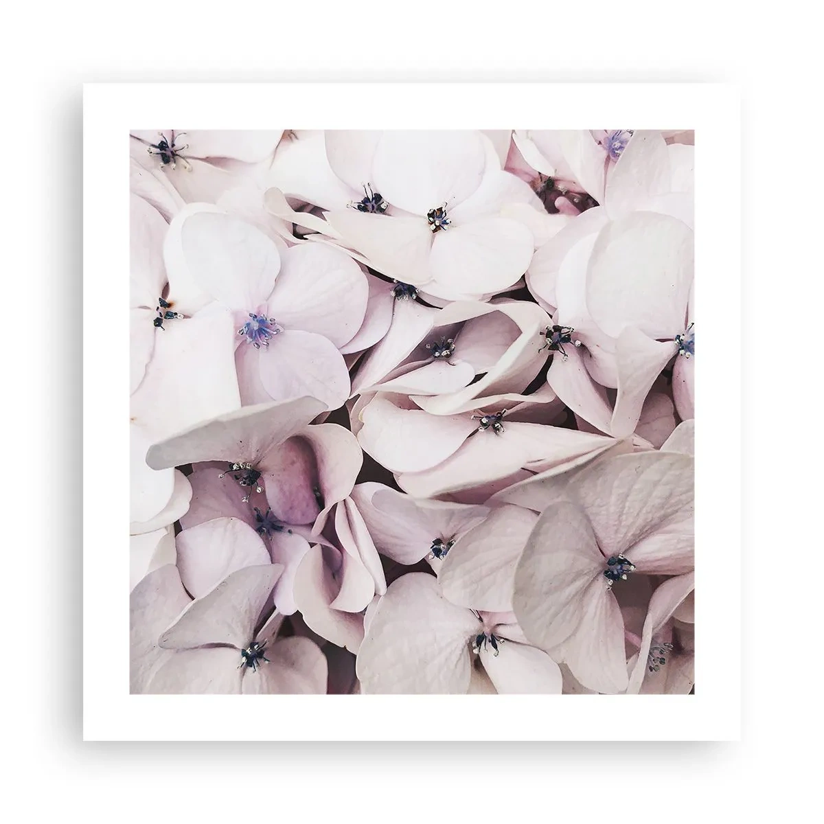 Póster - En un torrente de flores - 50x50 cm