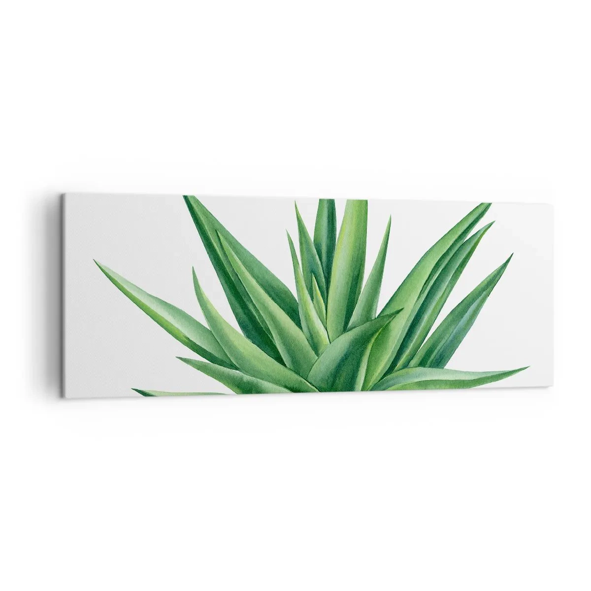 Cuadro sobre lienzo - Impresión de Imagen - Una planta verde jugosa sobre un fondo blanco. - 140x50cm - Verde - fuerza - vida - Decoración de pared moderna para salón y dormitorio ARTTOR