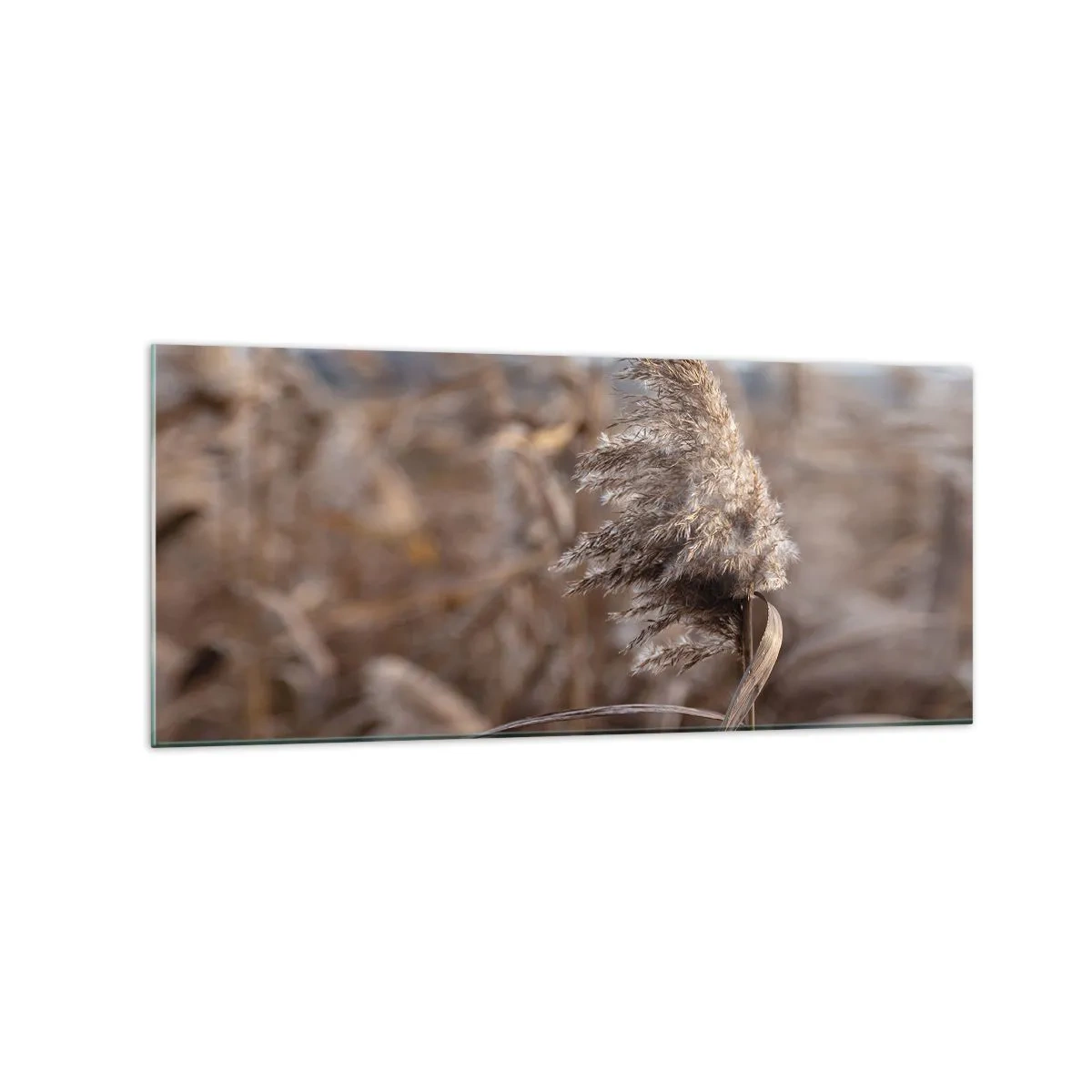 Cuadro sobre vidrio - Impresiones sobre Vidrio - Delicadas hierbas en tonos beige sobre el fondo de la naturaleza. - 120x50cm - Es hora de volar con el viento - Decoración de pared moderna para salón y dormitorio ARTTOR