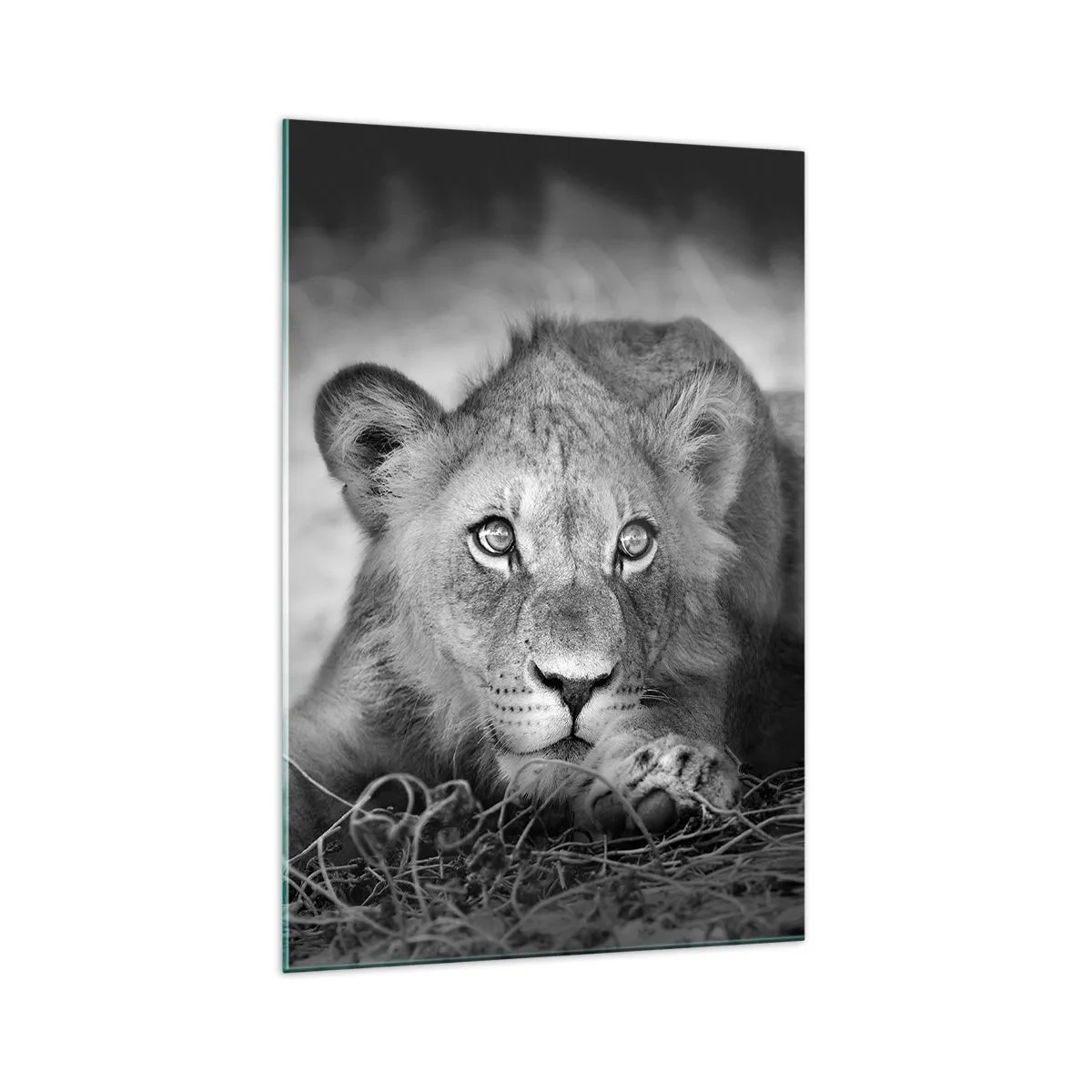 Cuadro sobre vidrio - Impresiones sobre Vidrio - Retrato monocromático de un león joven acostado - 70x100cm - Un cachorro real - Decoración de pared moderna para salón y dormitorio ARTTOR