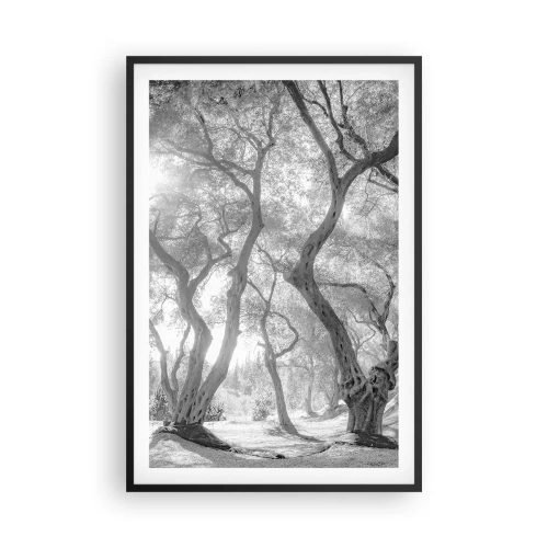 Póster en marco negro - En un olivar - 61x91 cm