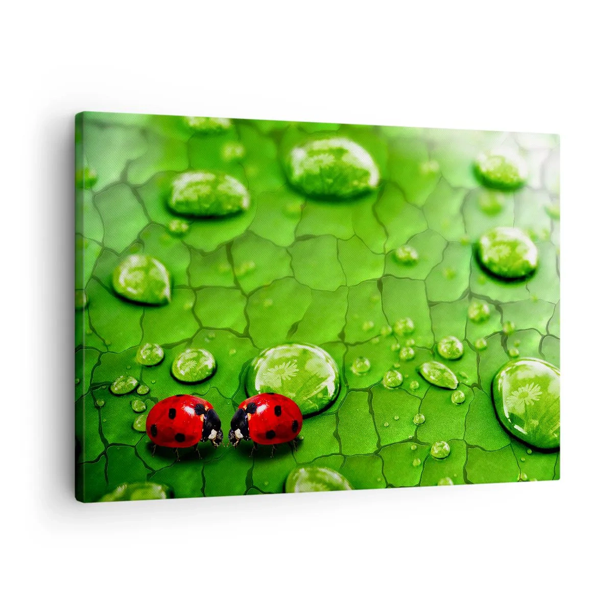 Cuadro sobre lienzo - Impresión de Imagen - Dos mariquitas en una hoja con gotas de agua en fotografía macro - 70x50cm - Reunión sobre verde - Decoración de pared moderna para salón y dormitorio ARTTOR