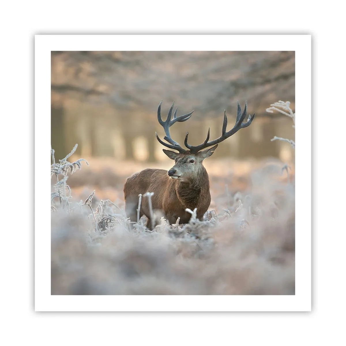 Póster - Una mañana fresca - 60x60 cm