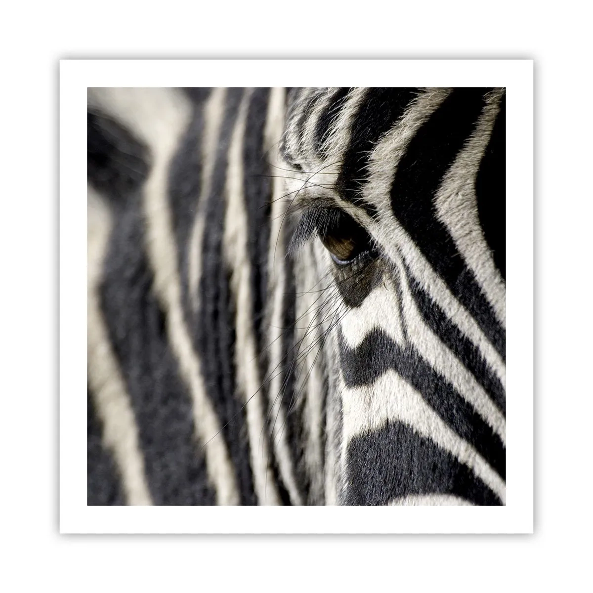 Póster - Retrato a rayas - 60x60 cm