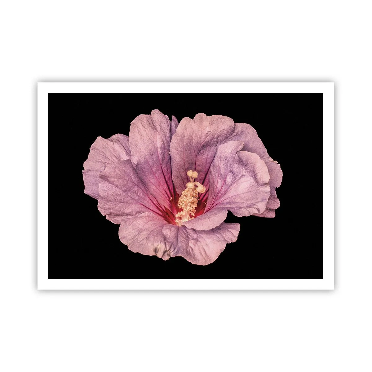 Póster - Flor rosa sobre fondo negro - 100x70cm - Directo al corazón - Decoración de pared moderna para salón y dormitorio ARTTOR