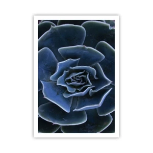 Póster - Flor del desierto - 70x100 cm