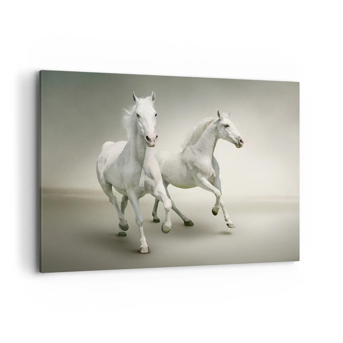 Cuadro sobre lienzo - Impresión de Imagen - Dos caballos blancos galopando sobre un fondo claro - 100x70cm - ¡Poder blanco! - Decoración de pared moderna para salón y dormitorio ARTTOR