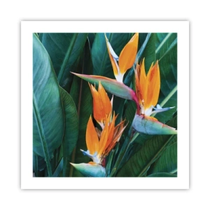 Póster - ¿Es una flor o es un pájaro? - 50x50 cm