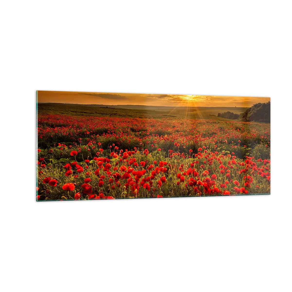 Cuadro sobre vidrio - Impresiones sobre Vidrio - Entre los campos de flores - 100x40 cm