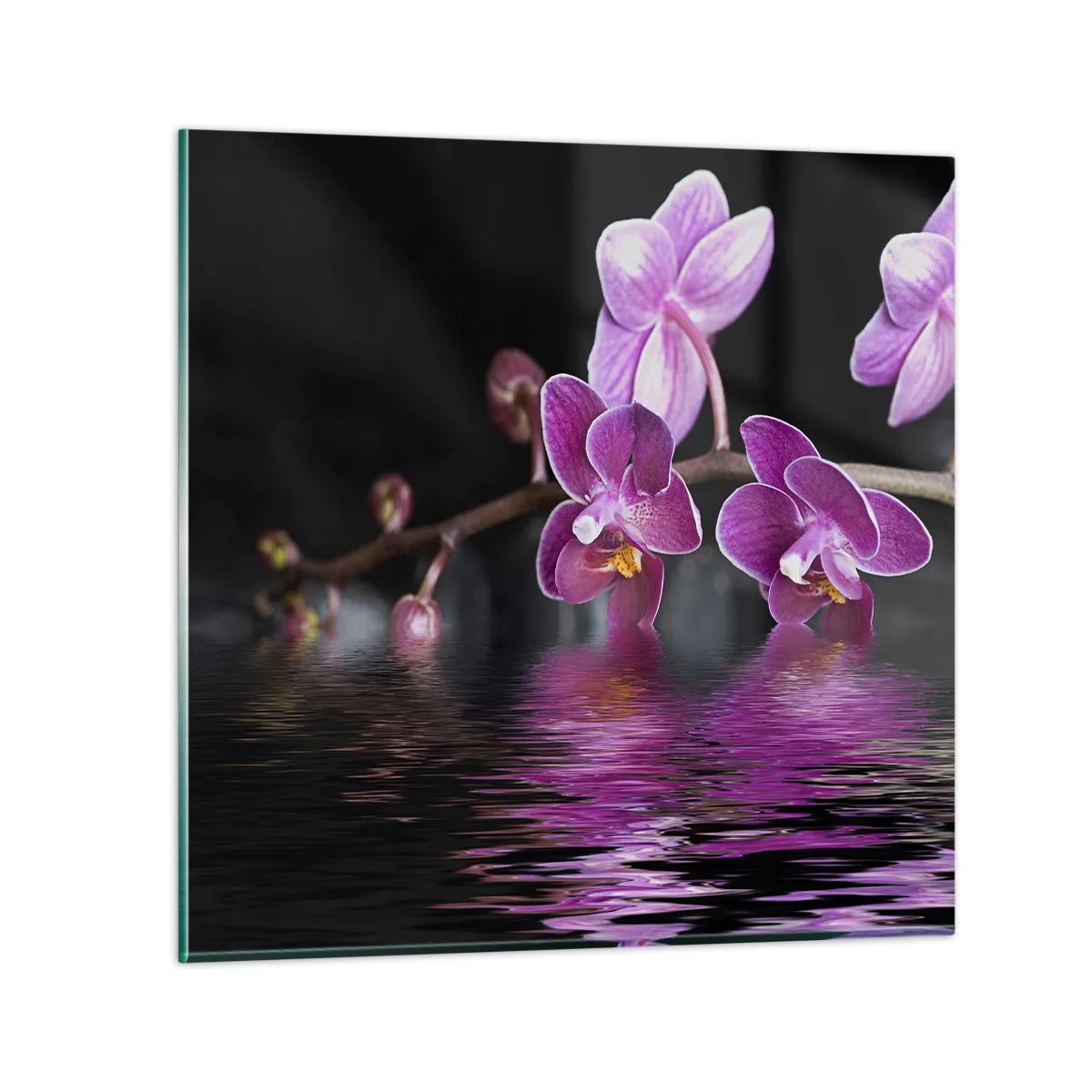 Cuadro sobre vidrio - Impresiones sobre Vidrio - Un reflejo lila de la belleza - 30x30 cm