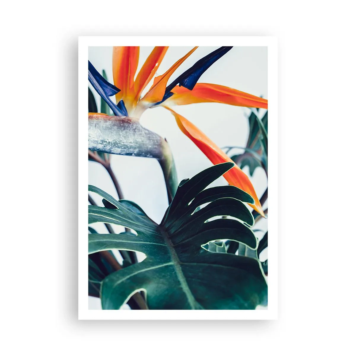 Póster - La jaula del pájaro colorido - 70x100 cm
