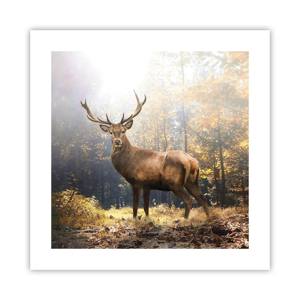 Póster - Con toda la majestuosidad - 40x40 cm