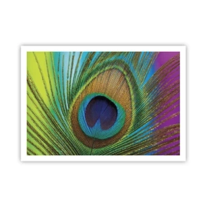 Póster - Primer plano de una pluma de pavo real con colores vivos. - 100x70cm - Cara a cara - Decoración de pared moderna para salón y dormitorio ARTTOR