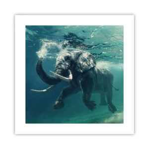 Póster - A todos nos gusta nadar - 40x40 cm